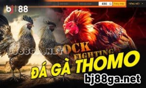 đá gà thomo